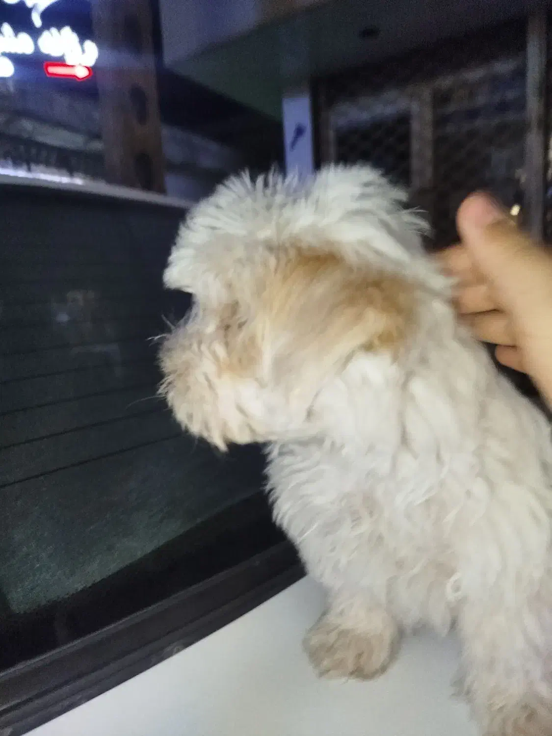 توله شیتزو دوماه ونیم|سگ|ورامین, ورامین|دیوار