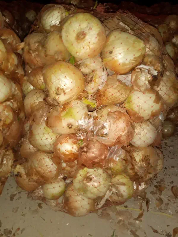 پیاز دامی مناسب مصرف گوسفندی|خوردنی و آشامیدنی|داران, |دیوار