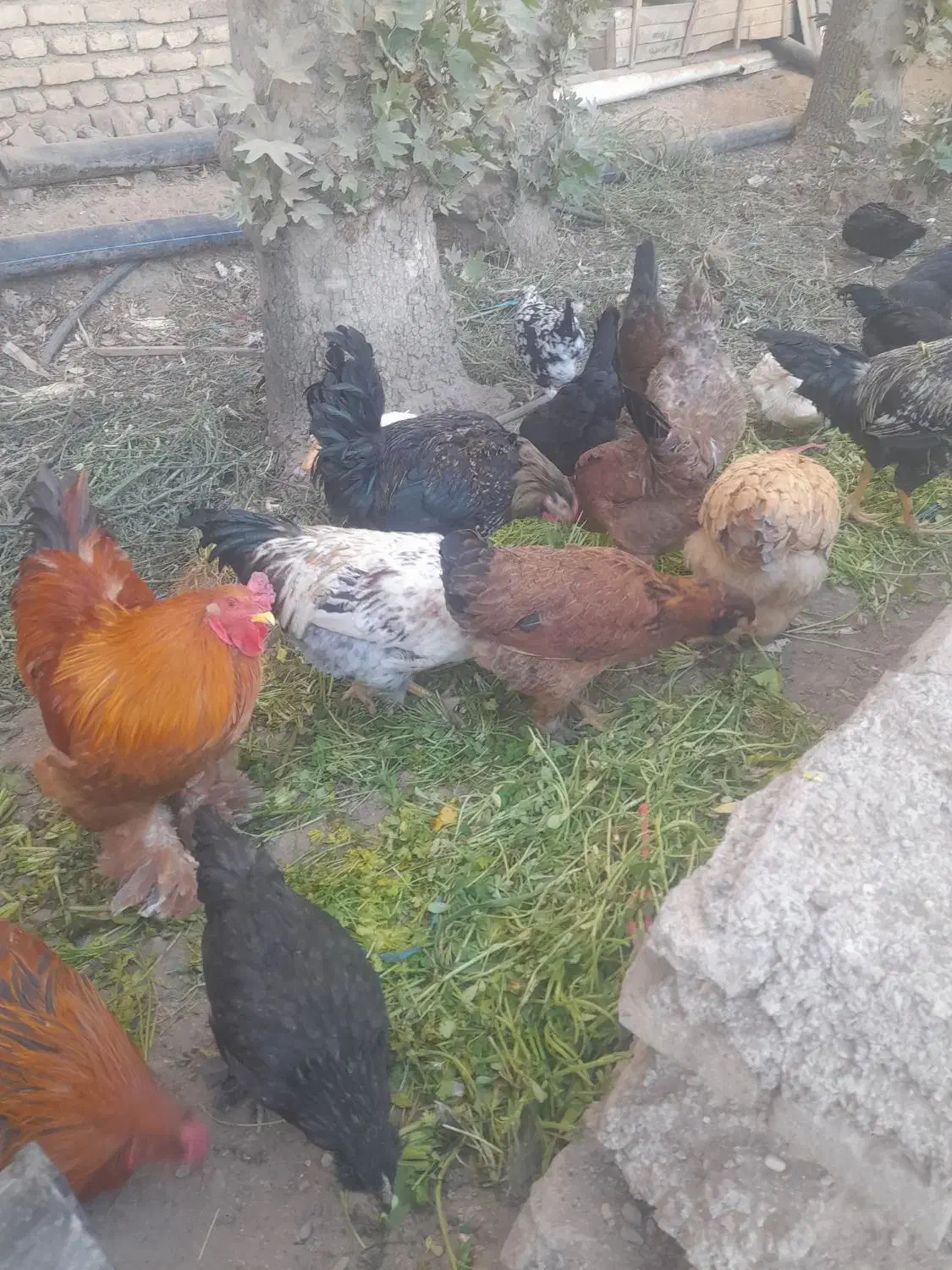مرغ خروس|حیوانات مزرعه|هشتگرد, شهرک افشاریه|دیوار