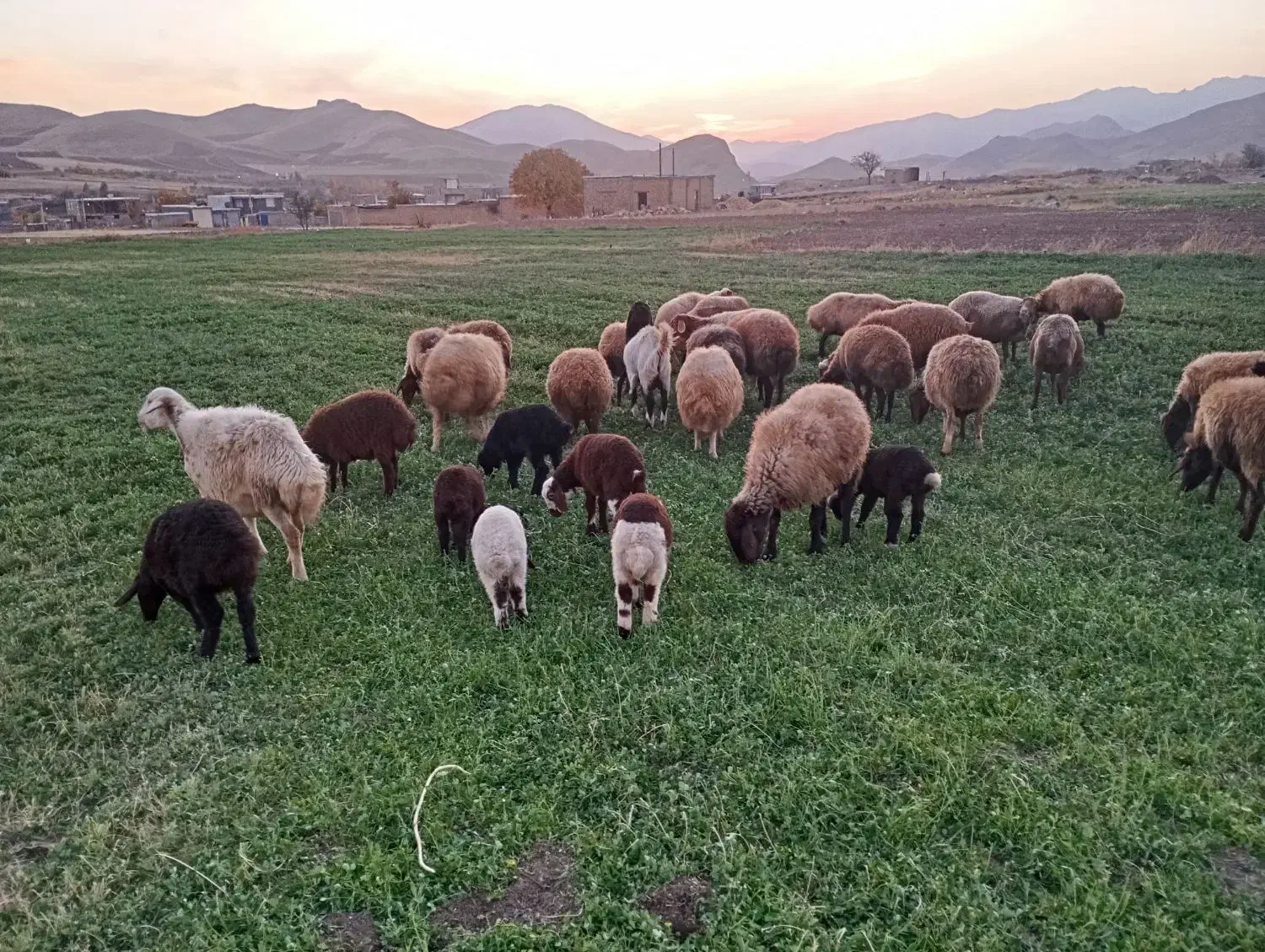 گوسفند میش و بره|حیوانات مزرعه|موچش, |دیوار