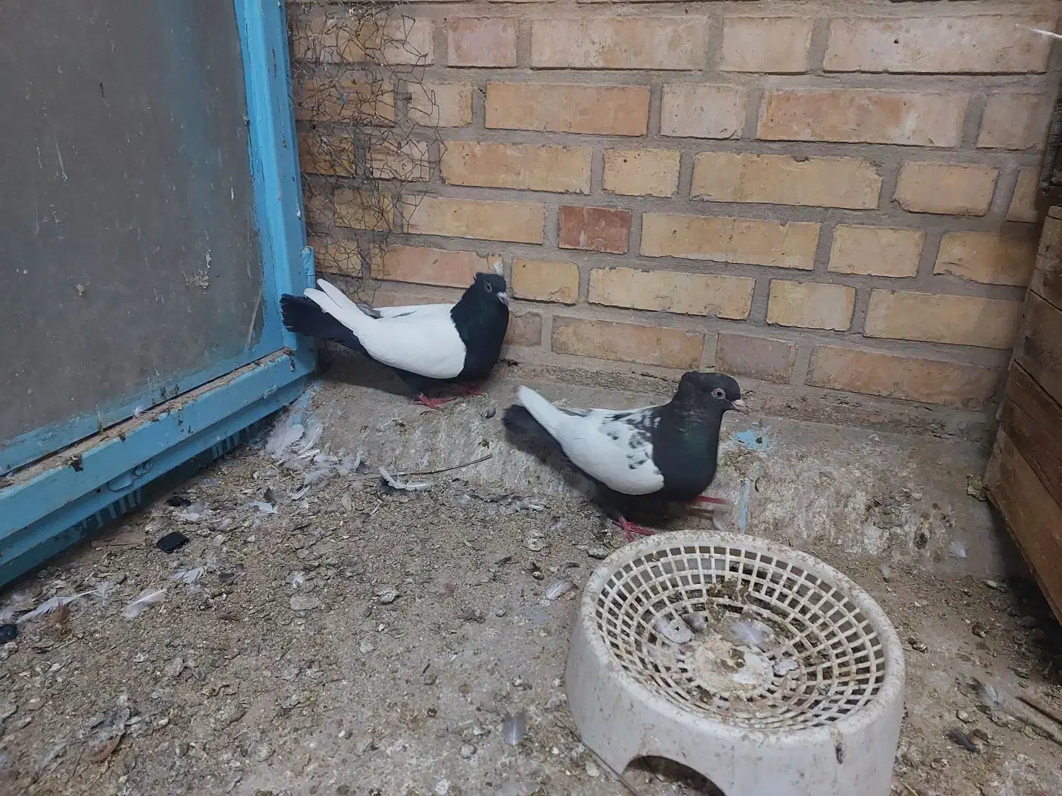 نروماده سینهای|پرنده|بهبهان, |دیوار