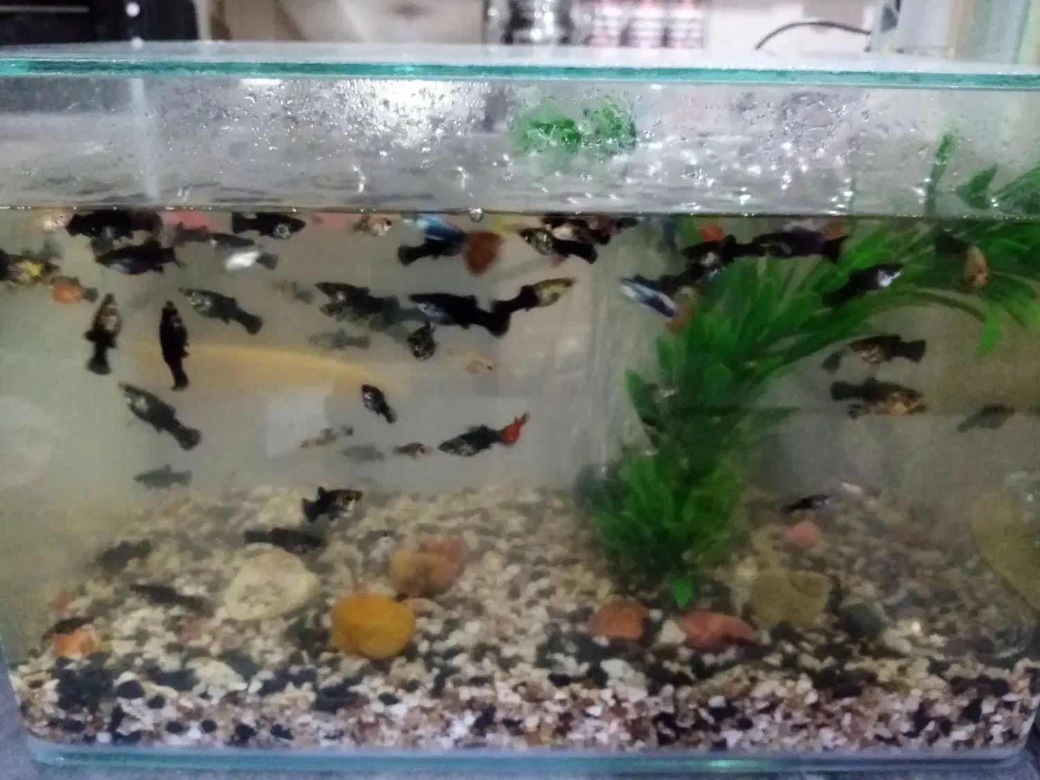 دوتا اکواریوم با ماهی های نژاد دار|ماهی|گرگان, |دیوار