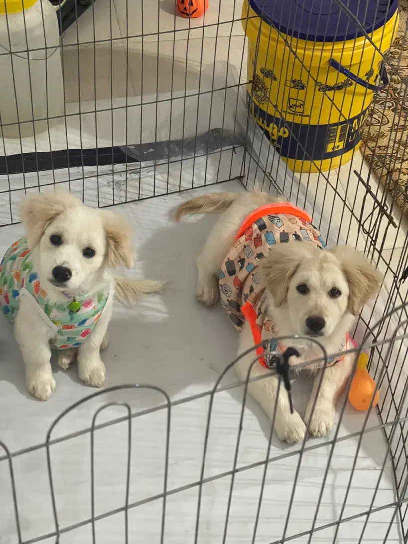 دو عدد سگ میکس شیتزو اشپیتزر|سگ|رشت, کوی حسینی|دیوار