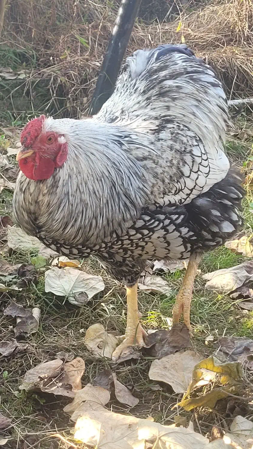 فروش مرغهای زینتی|حیوانات مزرعه|حویق, |دیوار