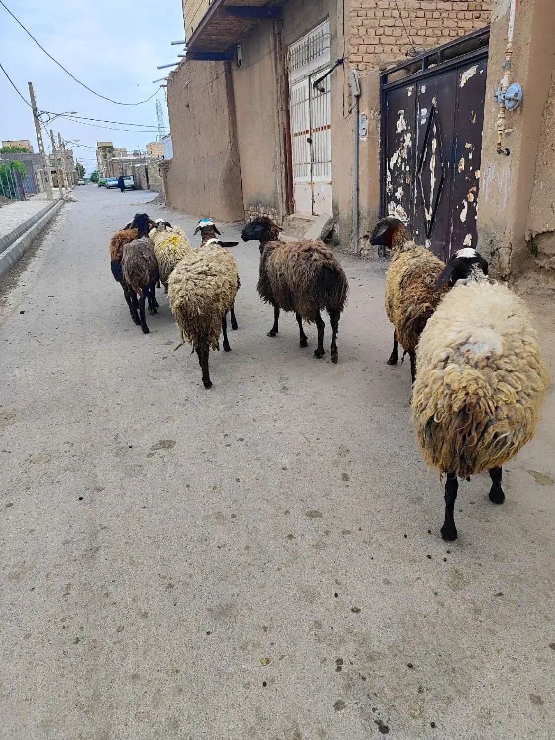 تپل و جوان بره|حیوانات مزرعه|کرج, کرج نو|دیوار