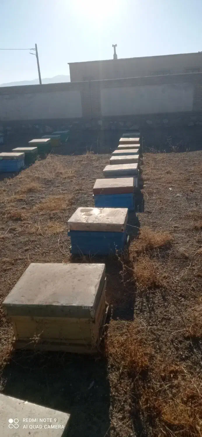 کندو خالی|لوازم جانبی حیوانات|خزل, |دیوار