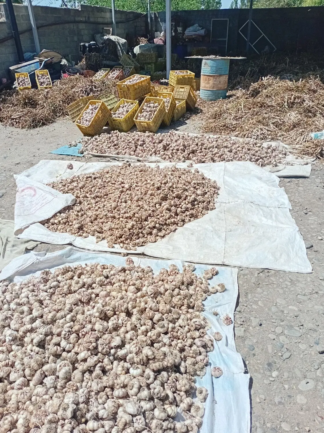سیر خندان|خوردنی و آشامیدنی|پارس‌آباد, |دیوار