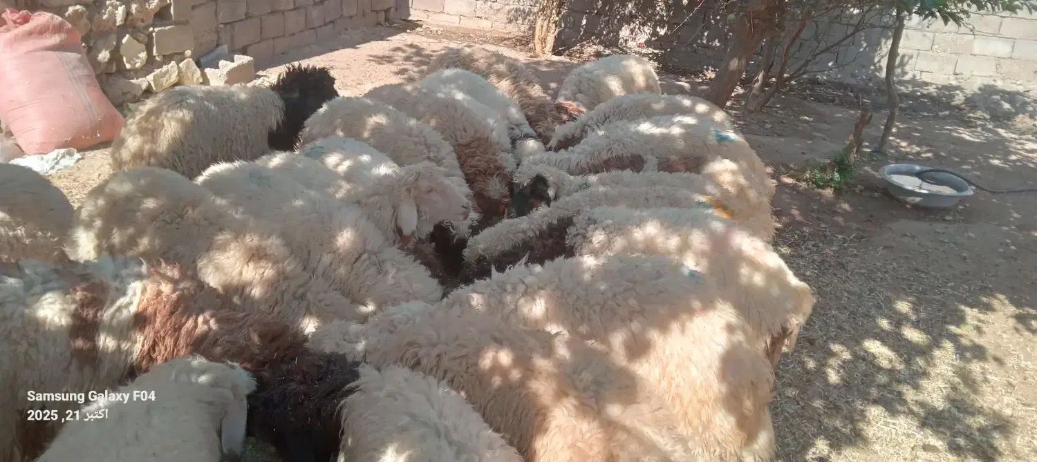 ۲۴ عدد بره صادراتی بفروش میرسید|حیوانات مزرعه|پلدختر, |دیوار