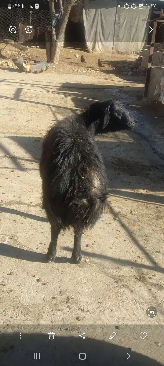 حیوانات|حیوانات مزرعه|چگنی, |دیوار