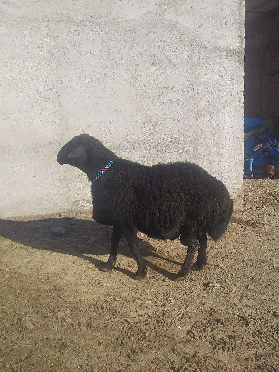 قوچ قره قزل سن ۳۶ ماهه|حیوانات مزرعه|مهربان, |دیوار