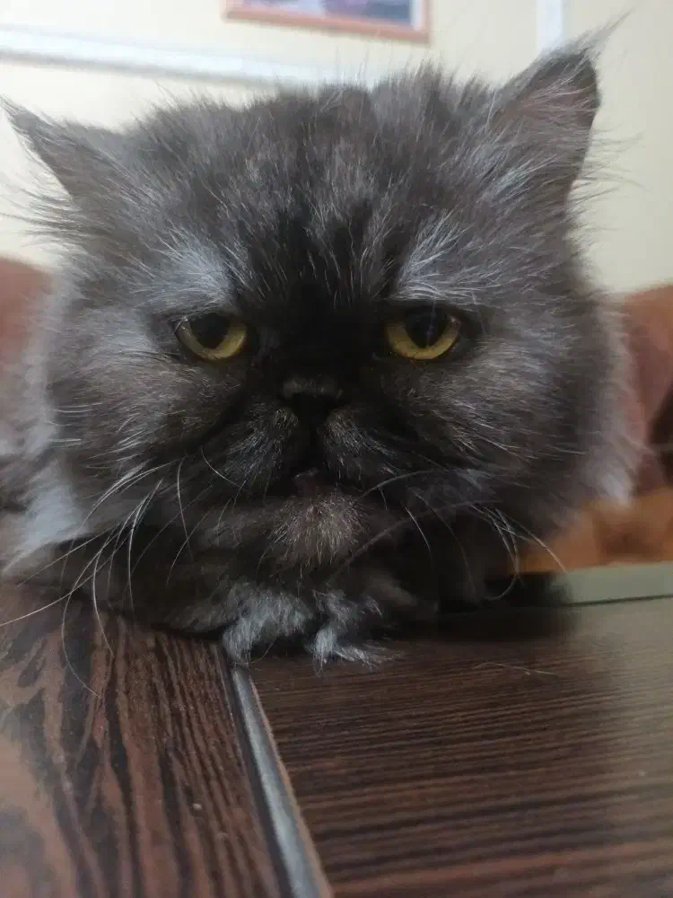 گربه پرشین خاکستری|گربه|کرمان, |دیوار