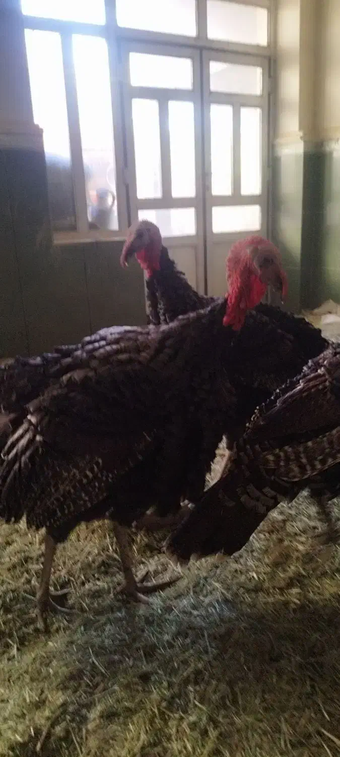 بوقلمون نر|حیوانات مزرعه|شراء, |دیوار