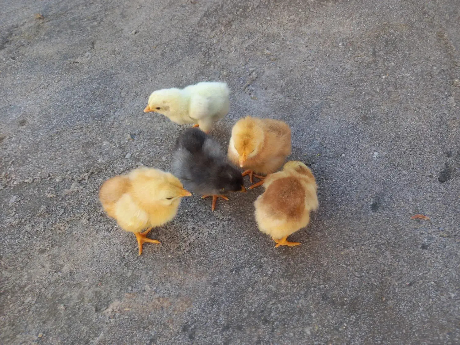 جوجه شیش روزه|حیوانات مزرعه|گنبکی, |دیوار