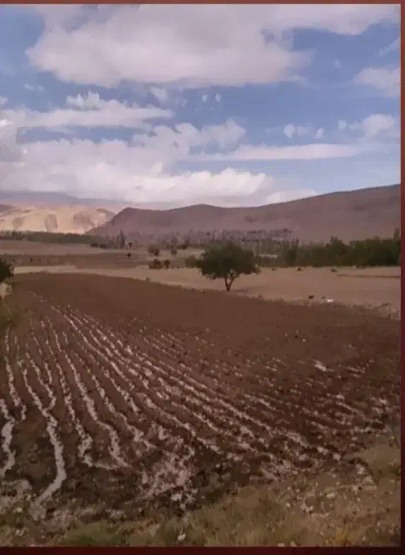 فروش زمین کشاورزی در روستای آب باریک وسط|فروش دفتر صنعتی، کشاورزی، تجاری|سنقر, |دیوار