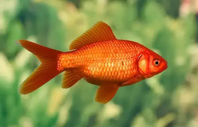 ماهی قرمز|ماهی|رشت, حمیدیان|دیوار