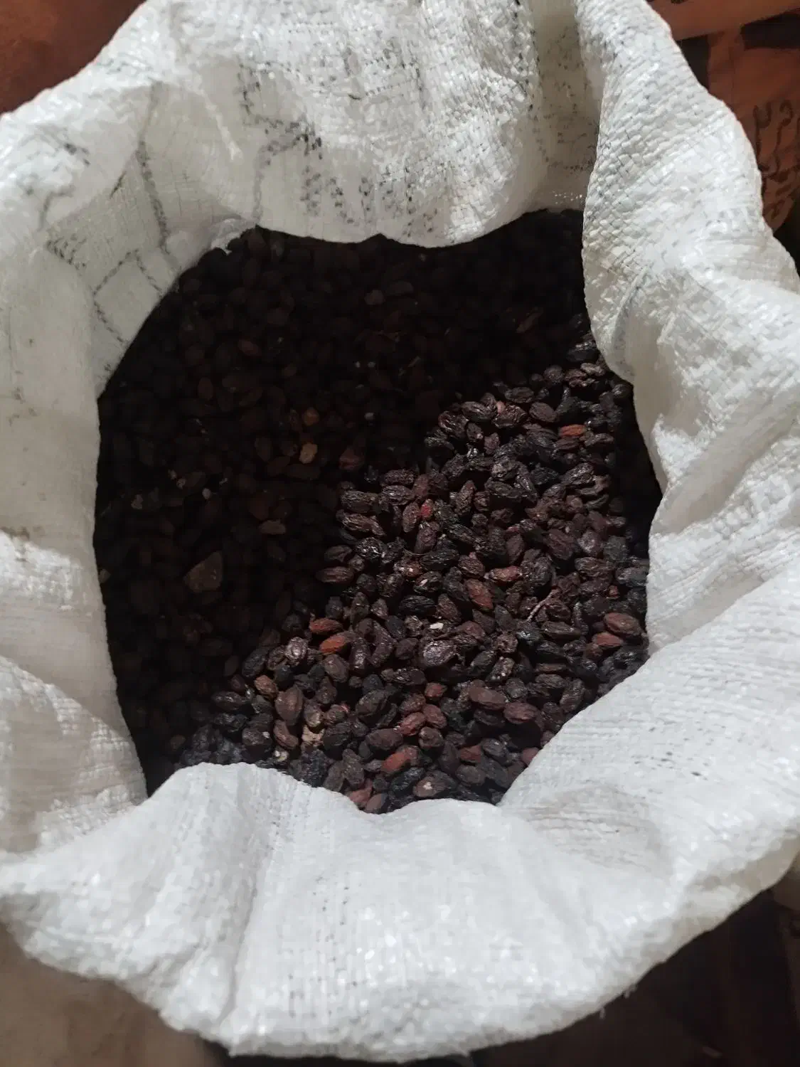 زغال اخته ی خشک محصول الموت|خوردنی و آشامیدنی|قزوین, |دیوار