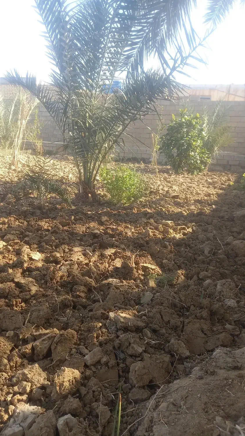 پاجوش برحی برا فروش|گل و گیاه طبیعی|شوشتر, |دیوار