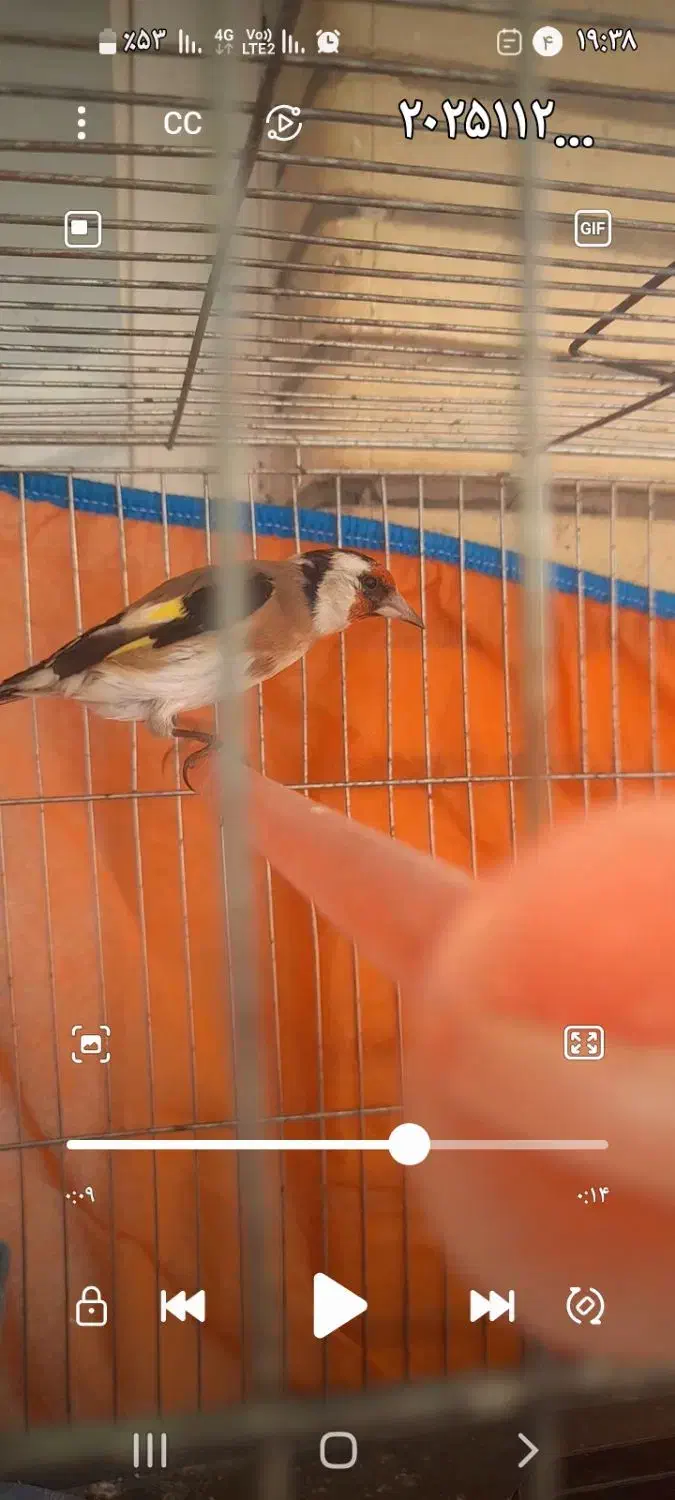 سهره فروش یا معاوضه|پرنده|شاهینشهر, حافظ شمالی|دیوار