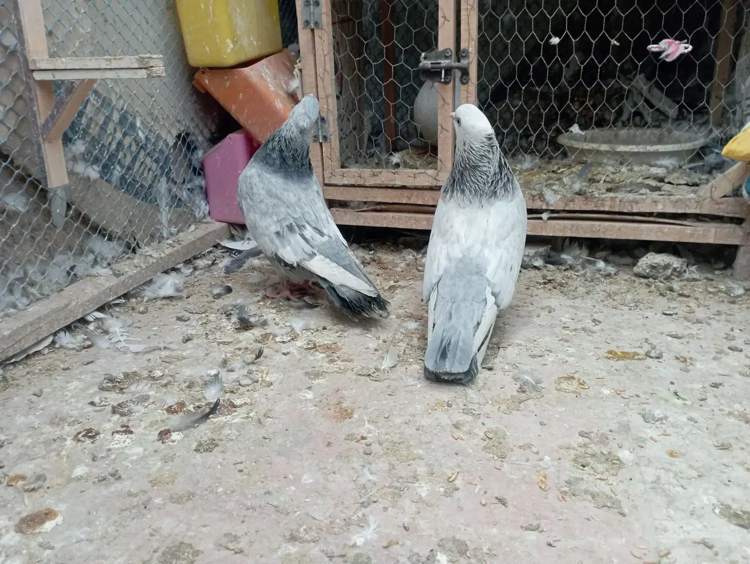 جفت سینه سبز و آبی،سینه سیاه|پرنده|قوچان, |دیوار