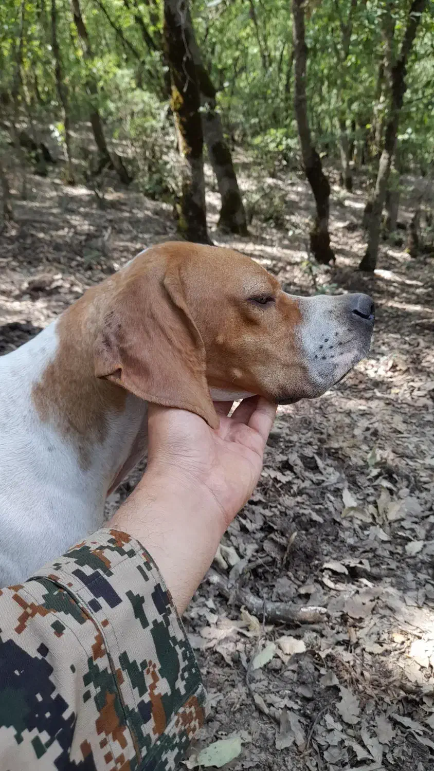 پوینتر انگلیسی دنبلانی|سگ|گلی داغ, |دیوار