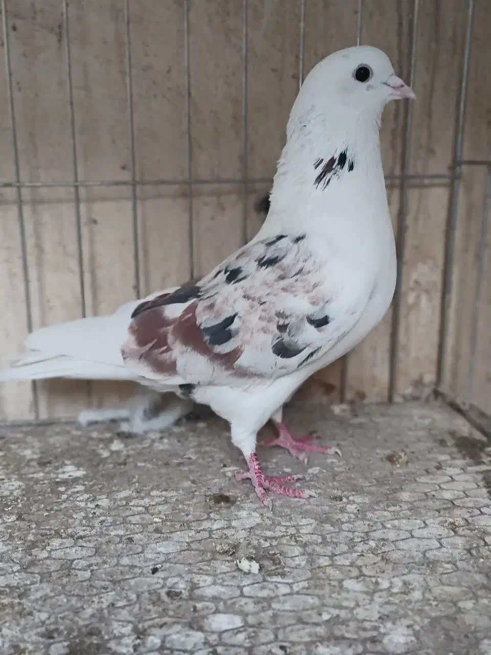 کفترپرشی|پرنده|قم, سید معصوم|دیوار