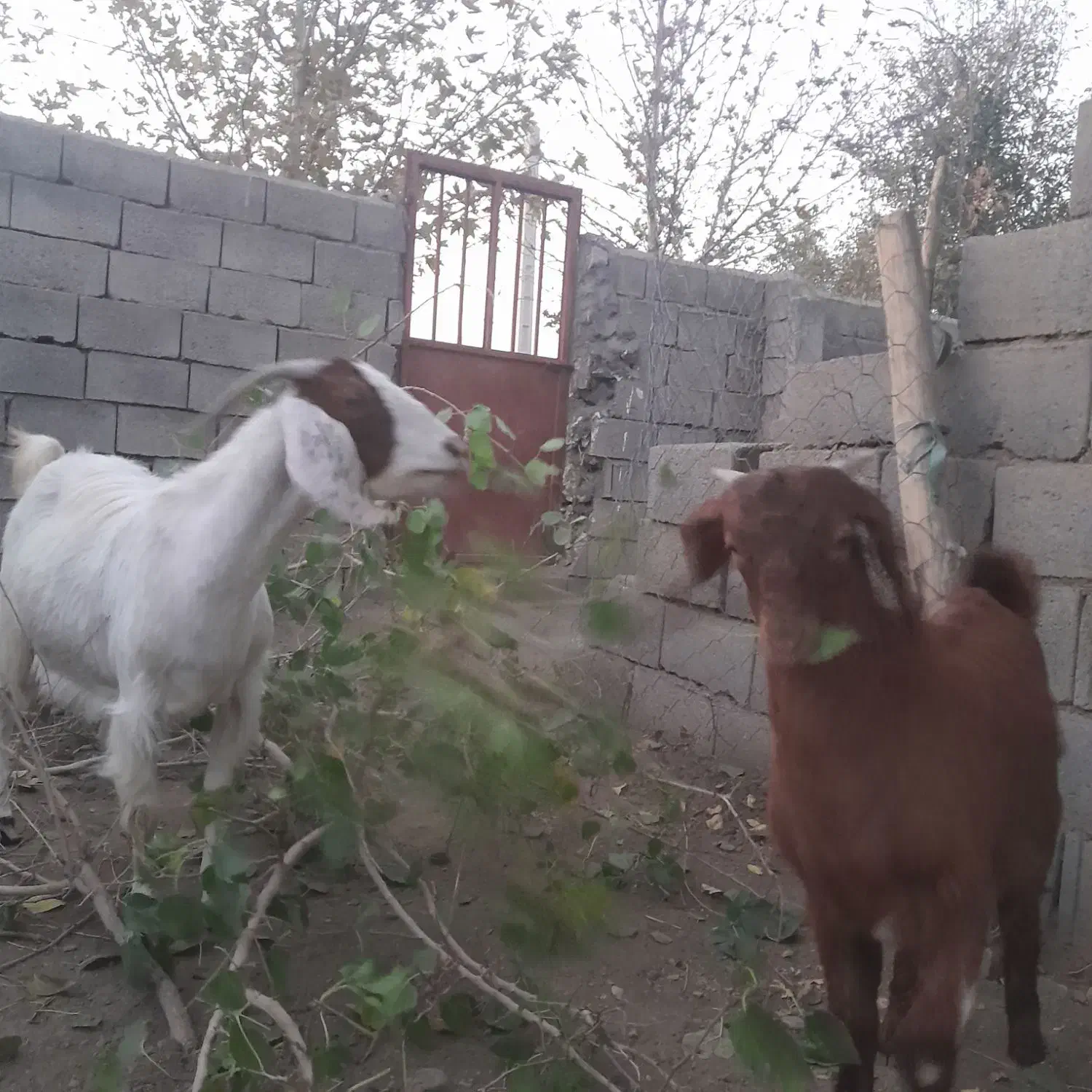 حیوانات|حیوانات مزرعه|جغتای, |دیوار