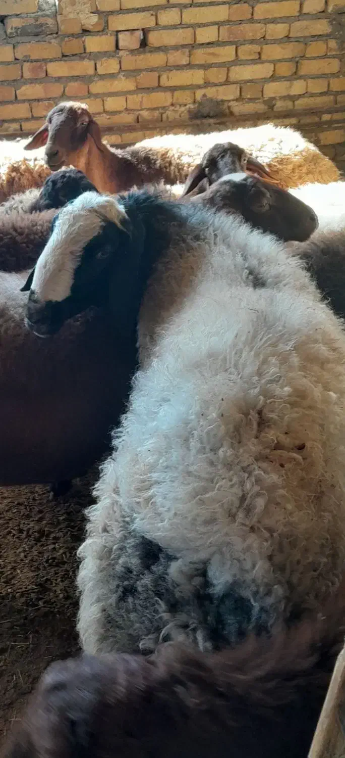 قوچ شال|حیوانات مزرعه|صحنه, |دیوار