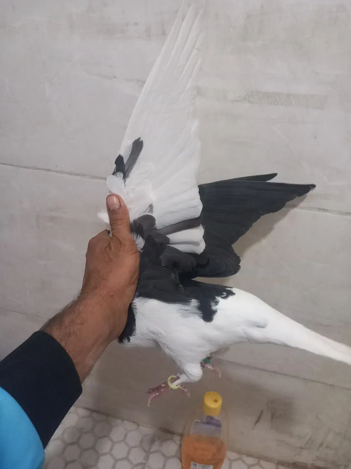 جفت چپی|پرنده|اهواز, کوی پیروزی|دیوار