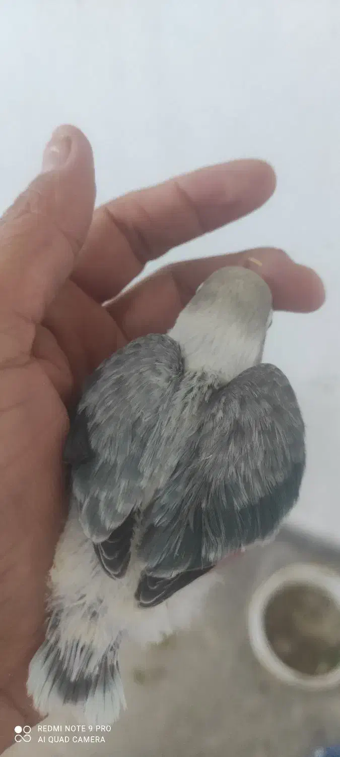 سرلاکی برزیلی پاربلو و یووینگ گلد و راهب|پرنده|سوسنگرد, |دیوار