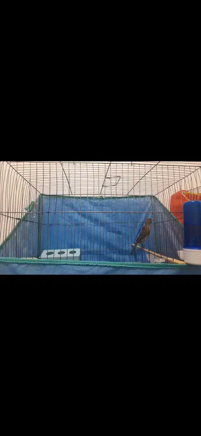 قناری نر دارچین و سبز|پرنده|کرمان, |دیوار