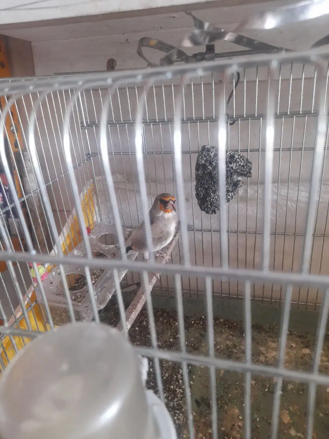 سهره|پرنده|سبزوار, اسلام آباد|دیوار