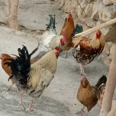 سه تاخروس جوان وسرحال|حیوانات مزرعه|ایوان, |دیوار