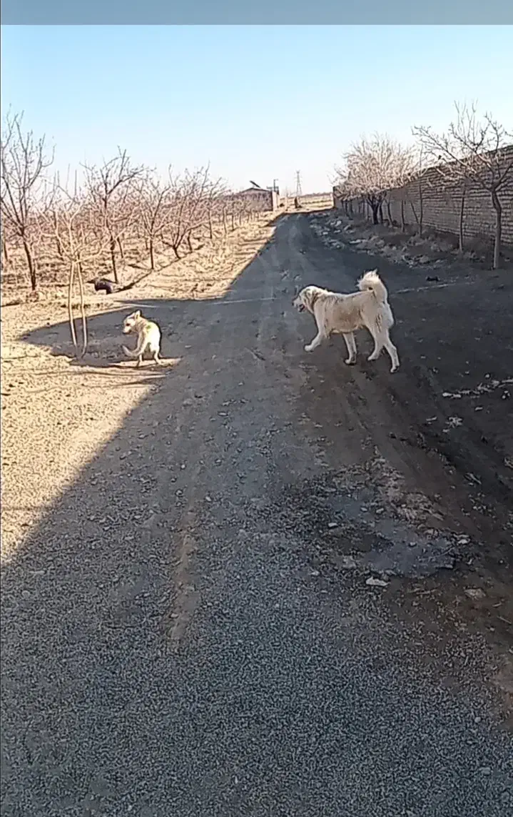 سگ  نر|حیوانات|گلبهار, شهر جدید گلبهار|دیوار