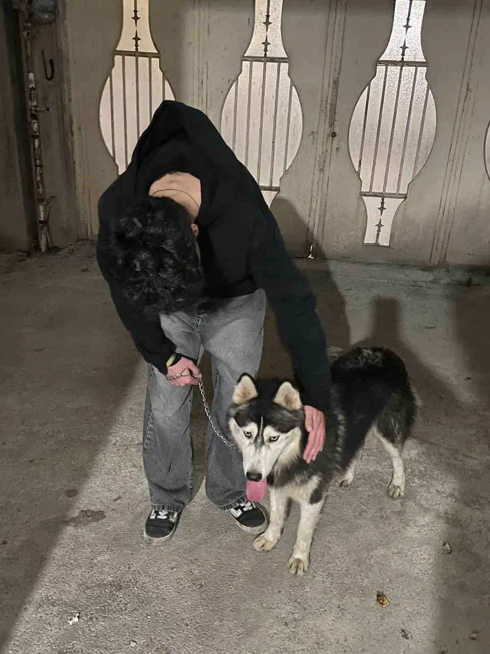 سگ هاسکی چشم ابی فوری|سگ|رشت, سلیمانداراب|دیوار