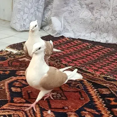 پشت زرد دوبالی پشتار پش|پرنده|تاکستان, |دیوار