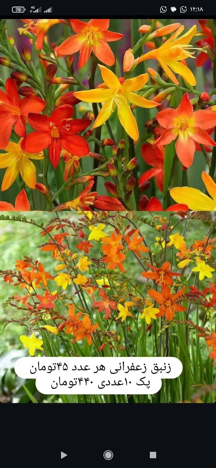 گلهای پیازی|گل و گیاه طبیعی|ماسال, |دیوار