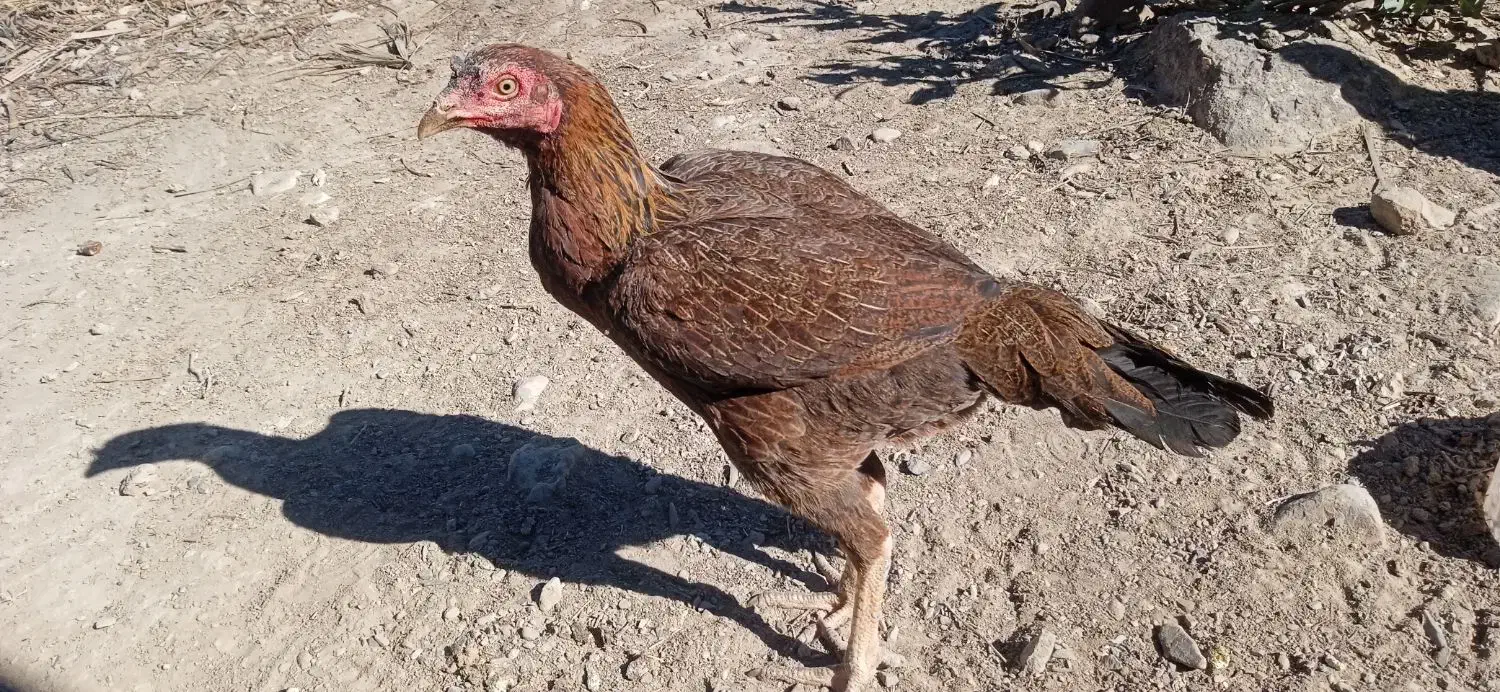 سرباز|حیوانات مزرعه|کیشکور, |دیوار