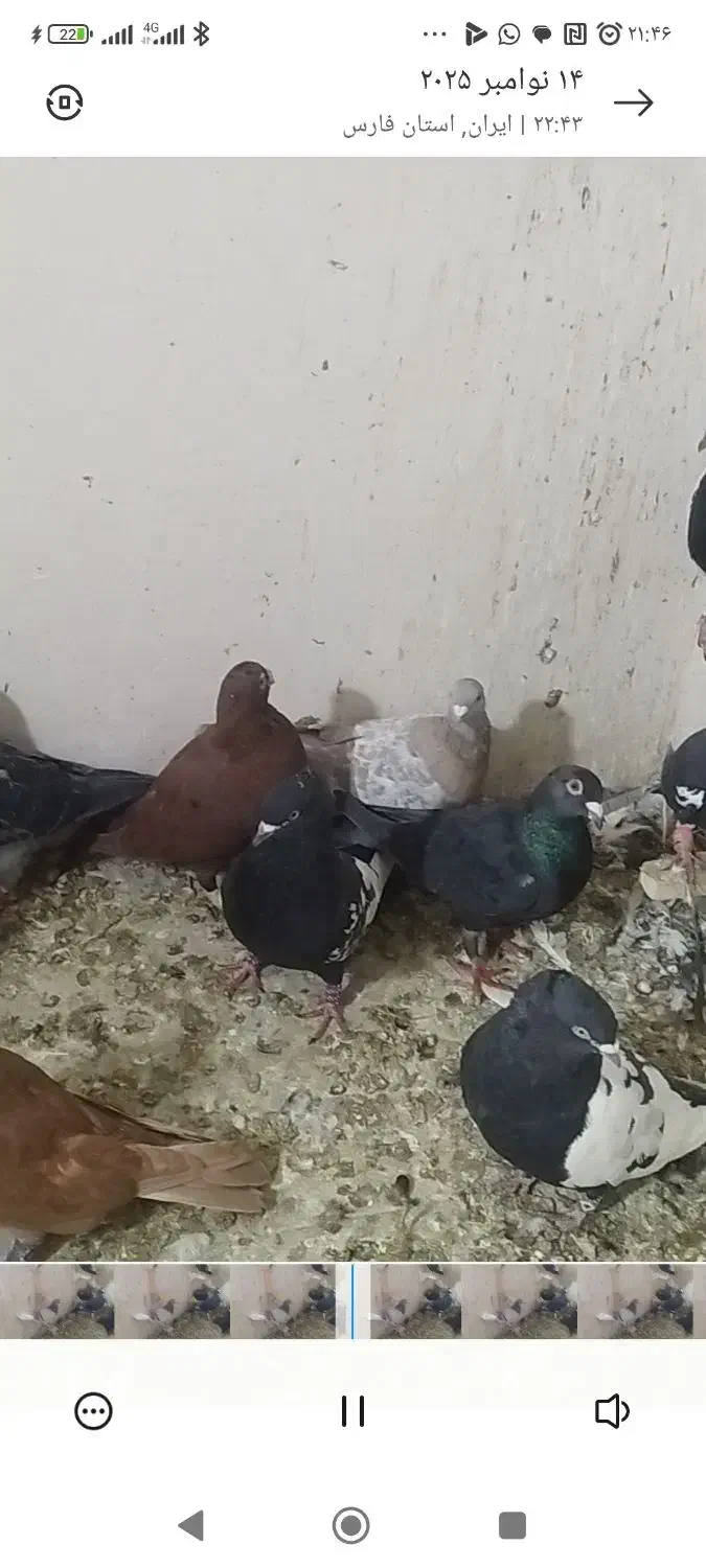 30عددکفتر بهبهانی وپلاکی همگی نر تضمینی|پرنده|داراب, |دیوار