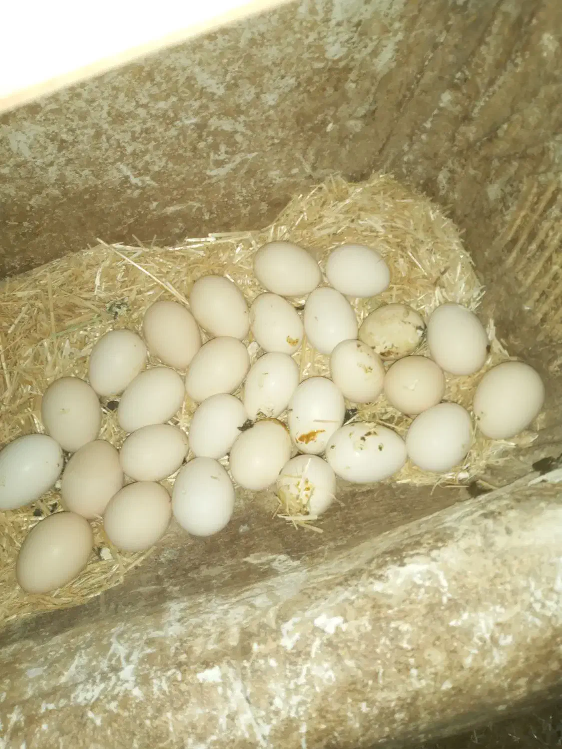 تخم مرغ گلین|حیوانات مزرعه|دالاهو, |دیوار