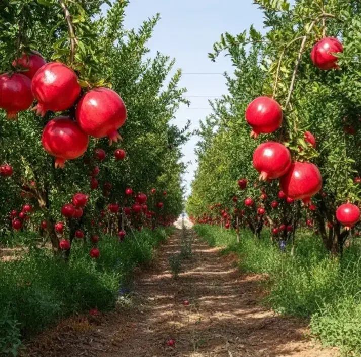 تولید انواع نـهال ها سازگار با اقلیم مختلف کشور|خدمات باغبانی و درختکاری|سلطانیه, |دیوار