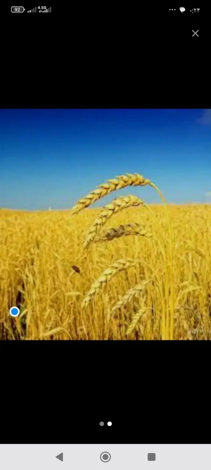 فروش گندم|عمده‌فروشی|امیدیه, |دیوار