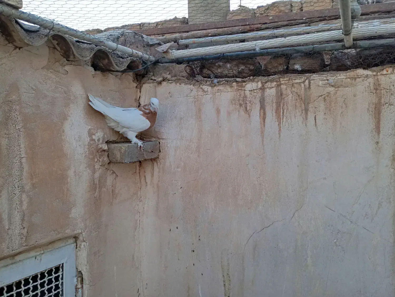 طوقی نر زرد موش پا کاکلی|پرنده|قم, مجیدیه|دیوار