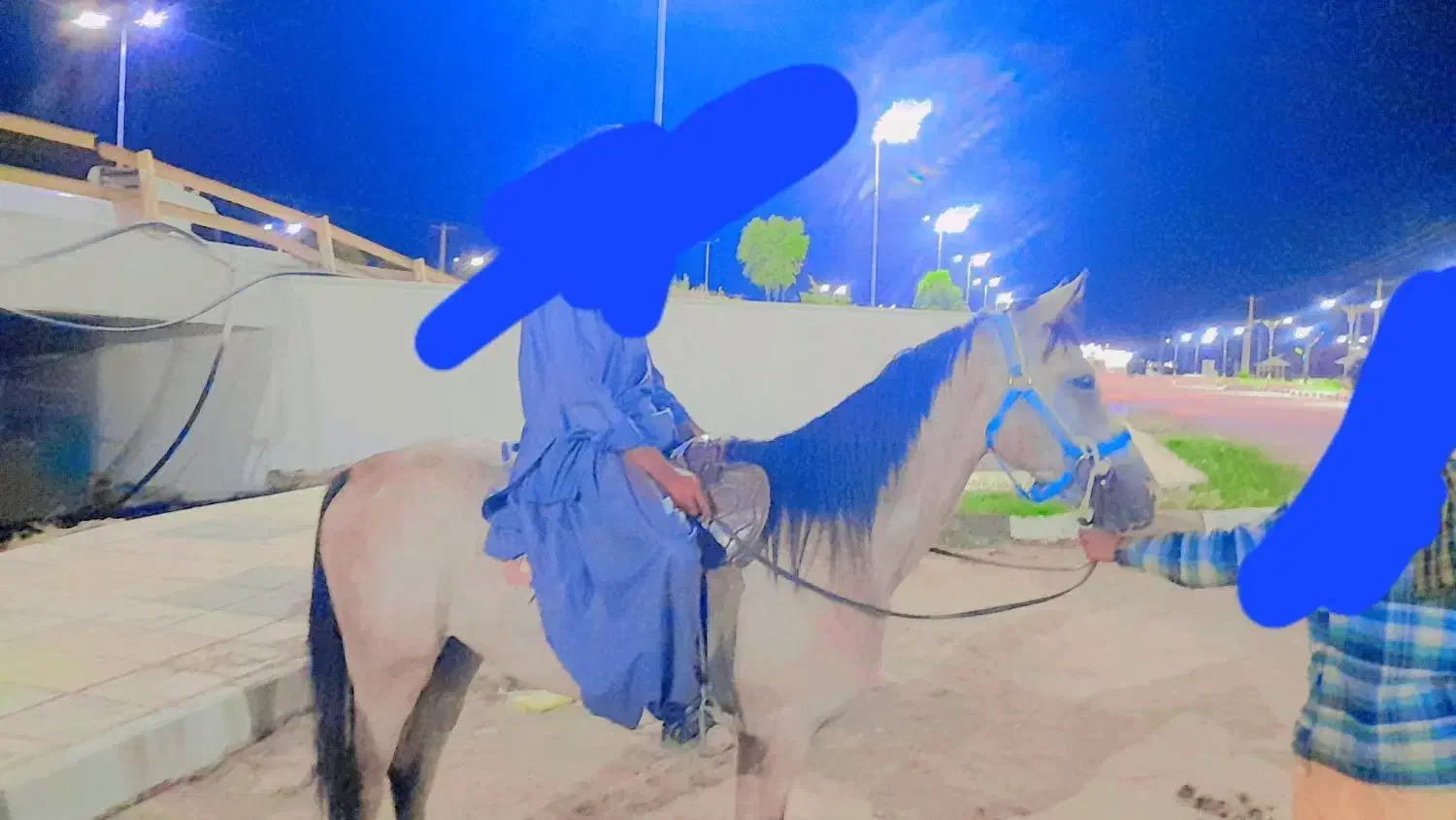 اسب عرب نریون|اسب و تجهیزات اسبسواری|بم, |دیوار