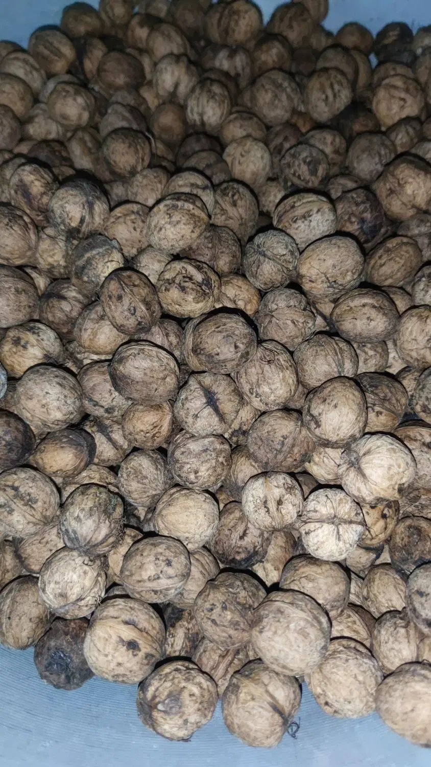 گردو|خوردنی و آشامیدنی|مشگین شهر, |دیوار