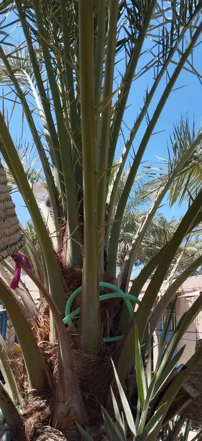 یک نخل عویدی بفروش می رسد|گل و گیاه طبیعی|شادگان, |دیوار