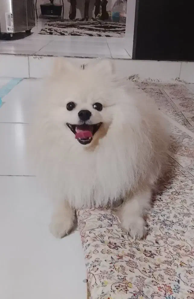 پامربو فیس عروسکی|سگ|فردیس, نگارستان|دیوار