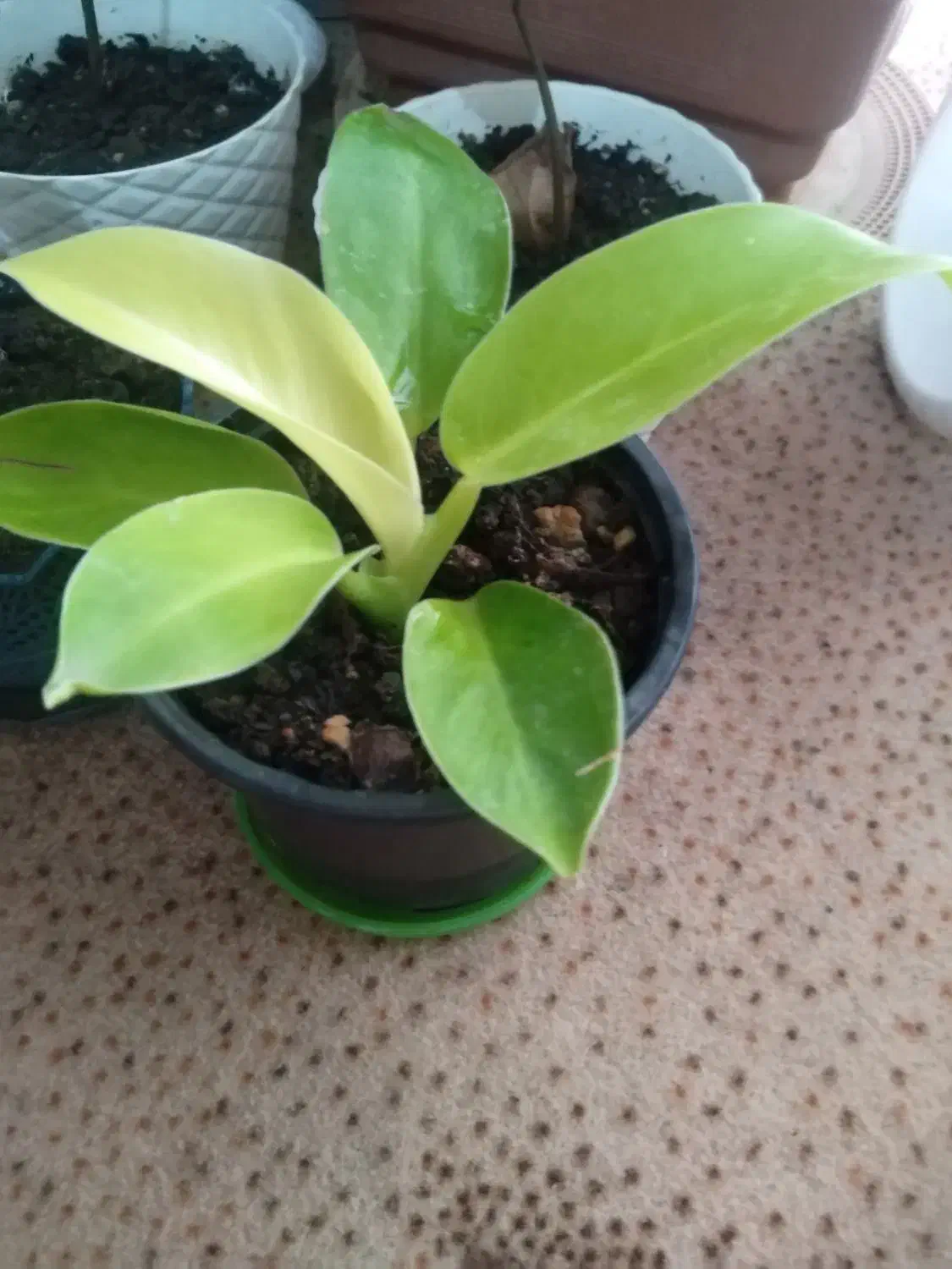 گلهای زیبا|گل و گیاه طبیعی|لاهیجان, آهندان|دیوار