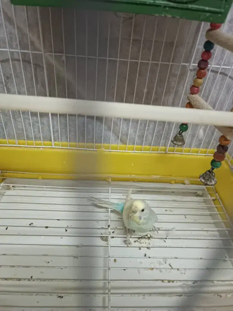 مرغ عشق ماده|پرنده|کیاشهر, |دیوار