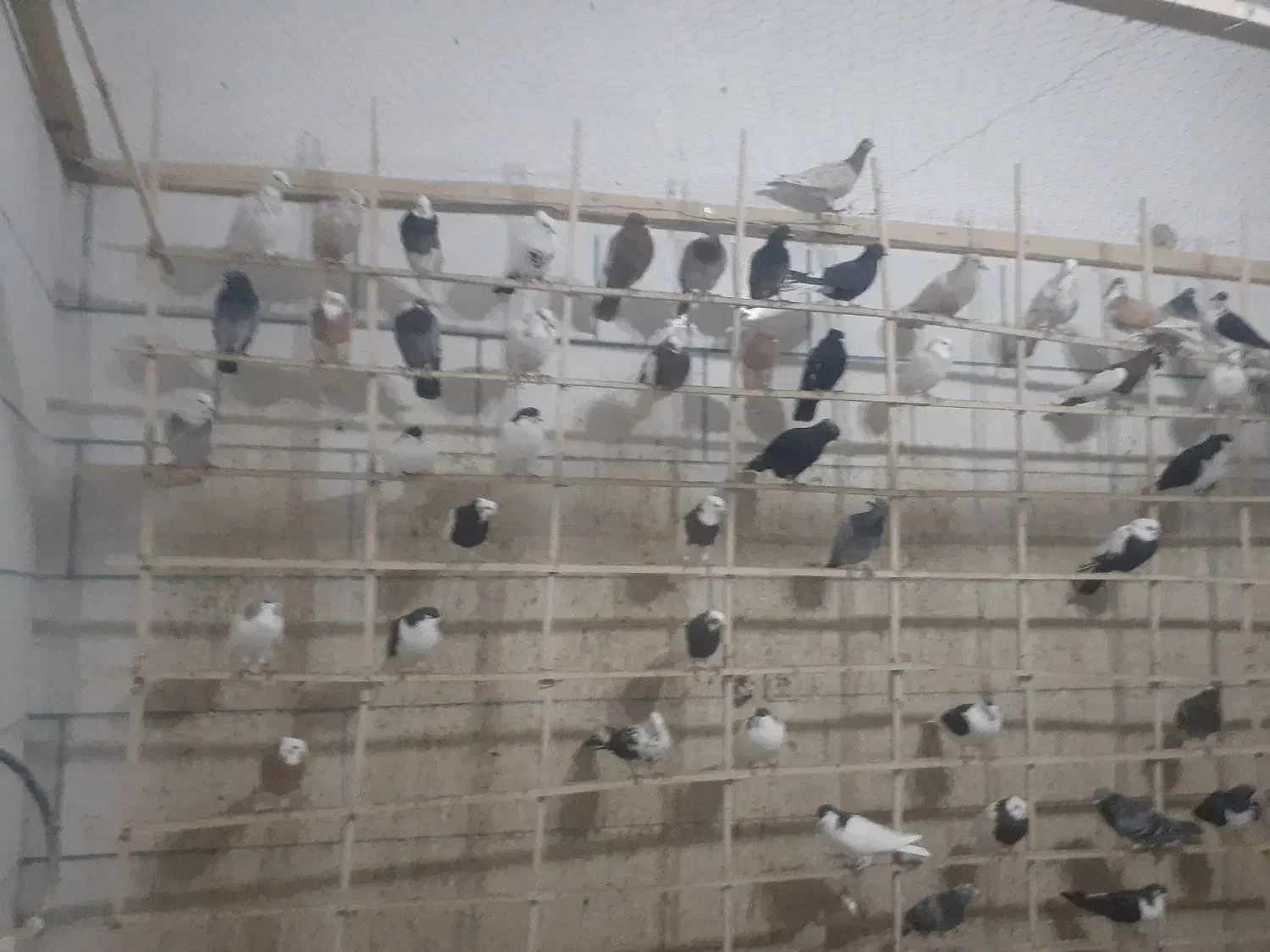 کبوتر طوقی|پرنده|اسفرورین, |دیوار