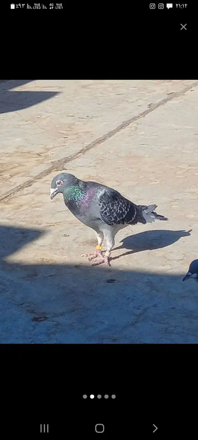 سینه سیاه قره سبز|پرنده|تربت جام, شهید نصرالهی|دیوار